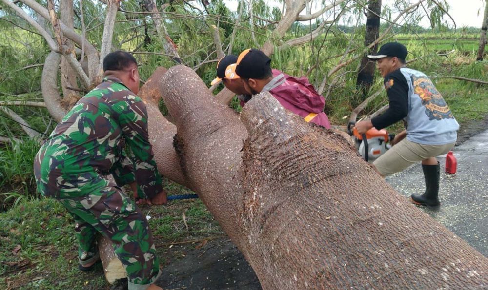 Petugas memotong pohon tumbang akibat puting beliung di Magetan