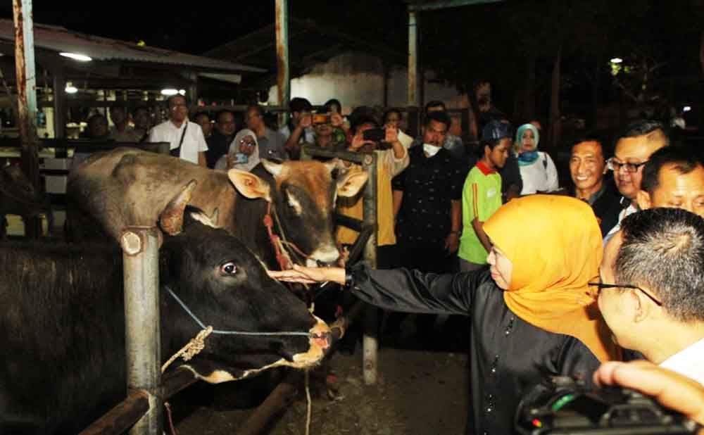 Gubernur Khofifah sat meninjau sapi di RPH Surabaya