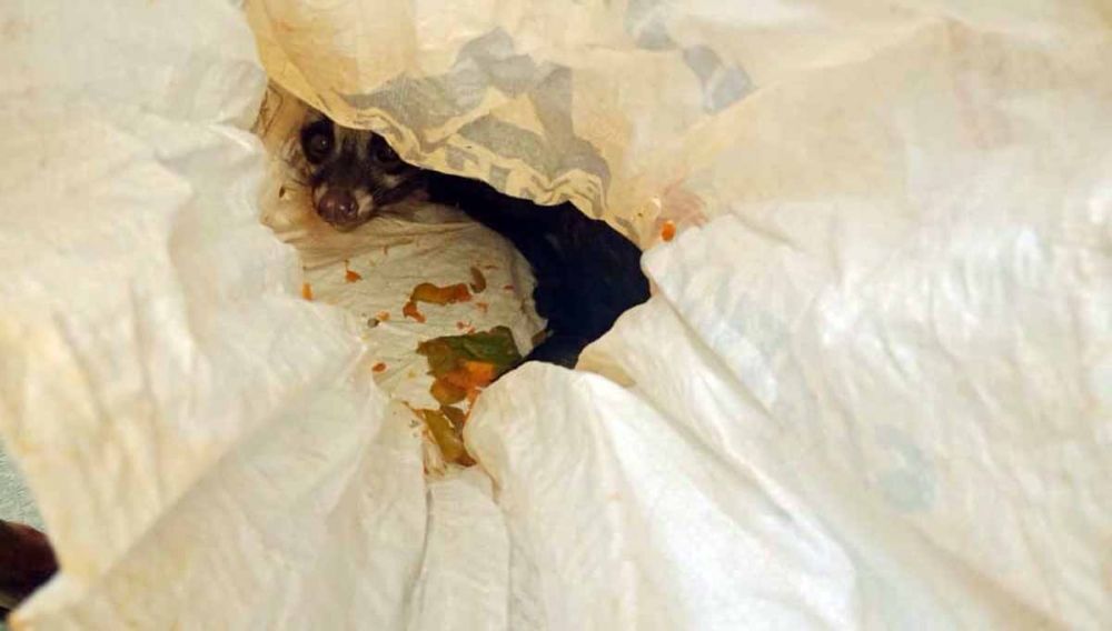 Musang yang hendak diselundupkan