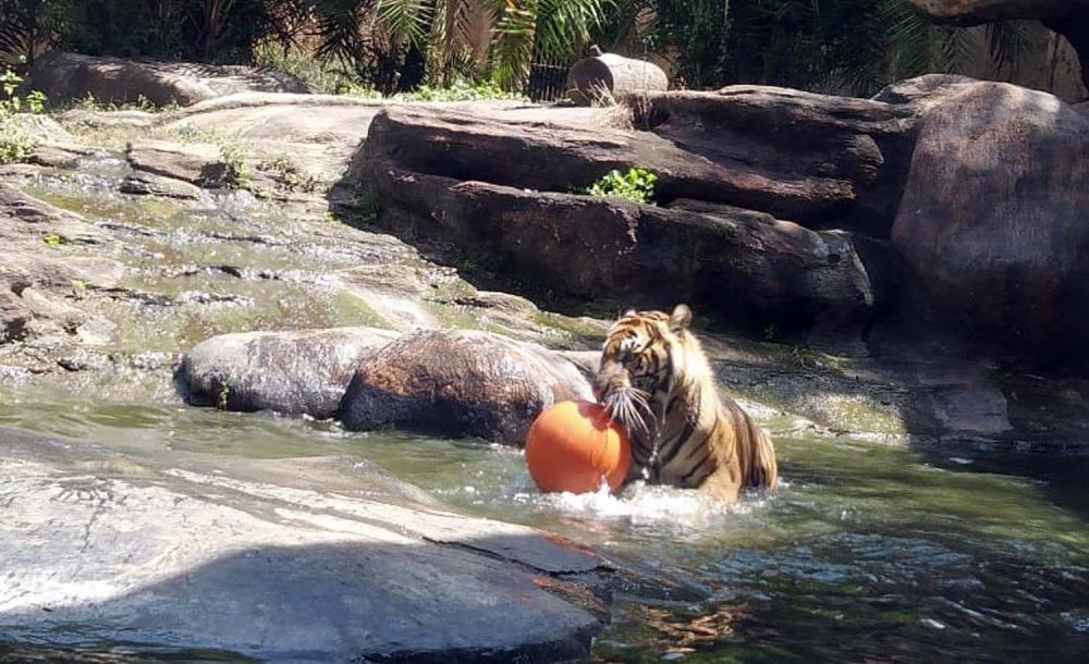 Koleksi harimau Jatim Park II Kota Batu