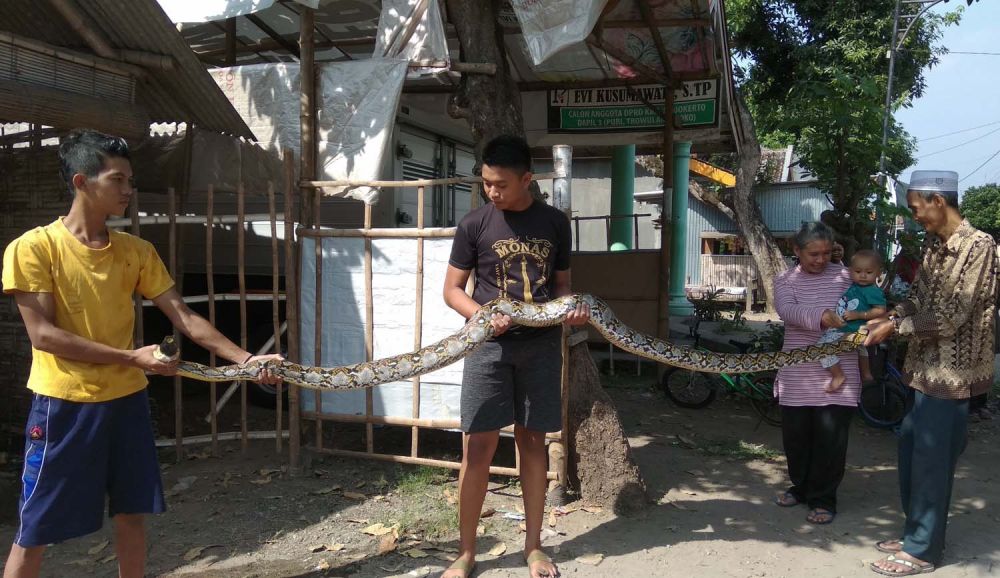 Ular sanca kembang sepanjang 4 meter yang ditangkap warga di Mojokerto