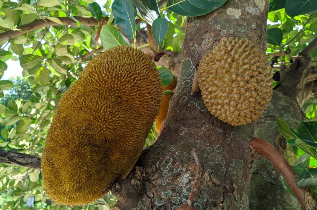 Buah nangka mirip durian di Ponorogo yang viral