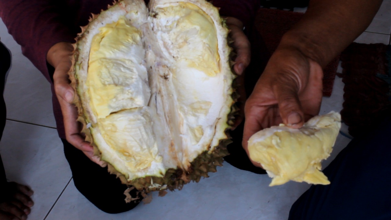 Unduh 57 Koleksi Gambar Durian Montong Raksasa Paling Baru Gratis HD