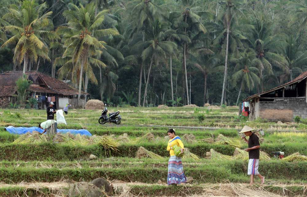 ILUSTRASI: LPG Sudah Menjadi Kebutuhan - Seorang warga di Trenggalek menyeberangi persawahan menuju pangkalan Pertamina untuk membeli gas LPG 3 Kg/ Foto: Budi Sugiharto-jatimnow.com