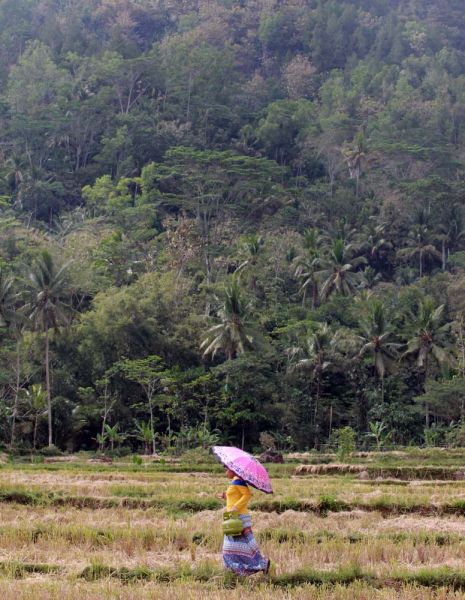 ILUSTRASI: LPG Dibutuhkan Hingga Pelosok Pedesaan - Seorang warga di Trenggalek menyeberangi persawahan menuju pangkalan Pertamina untuk membeli gas LPG 3 Kg/ Foto: Budi Sugiharto-jatimnow.com