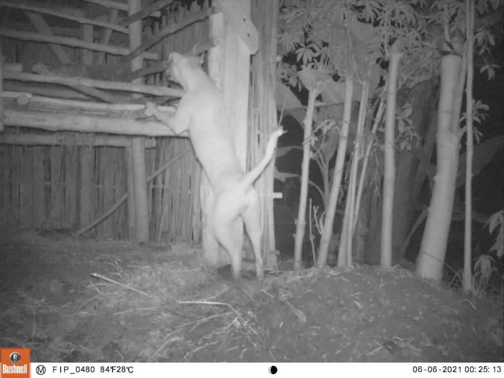 Pemangsa kambing di Banyuwangi tertangkap camera trap