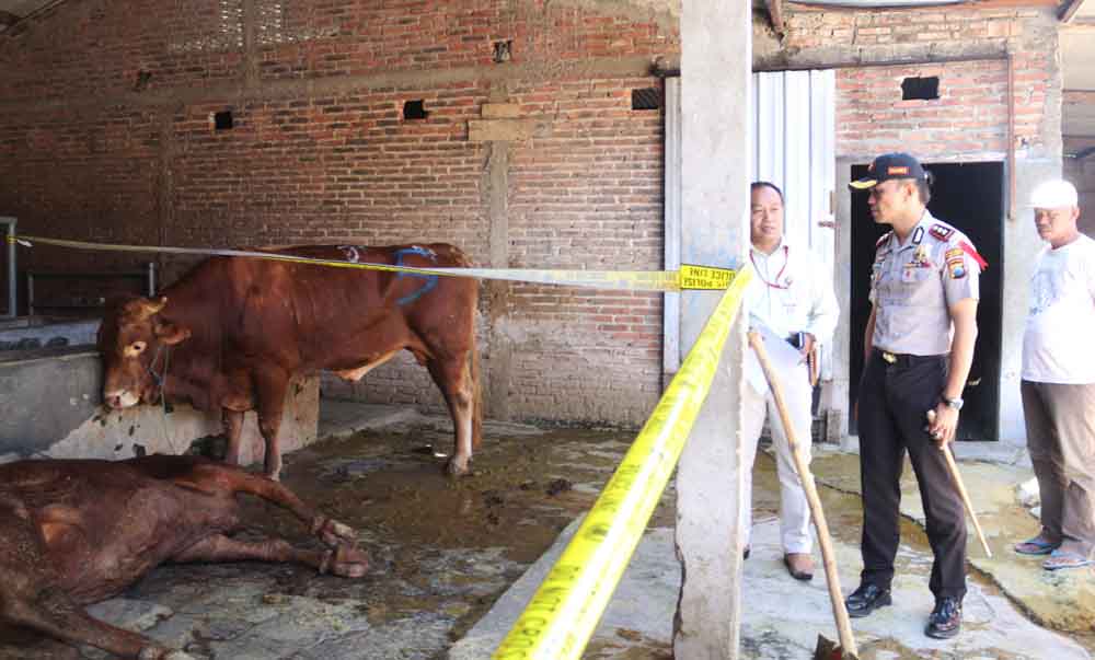 Kapolres Ngawi AKBP Pranatal Hutajulu memeriksa sapi-sapi yang diduga digelonggong
