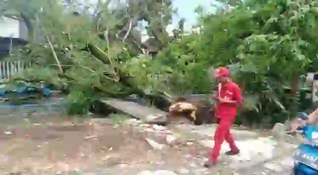 Pohon setinggi 15 meter tumbang, akibat diterjang angin di jalan KH. Hasyim