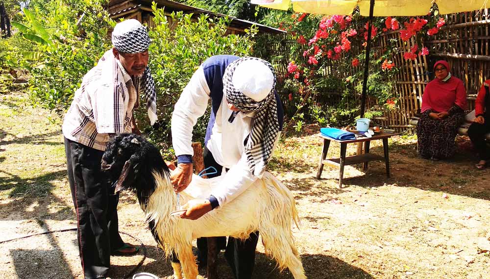 Maiful bersama rekannya sedang memberikan layanan salon pada kambing yang hendak dibeli