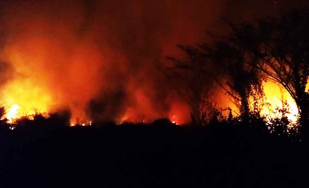 Kebakaran ilalang di Mojokerto