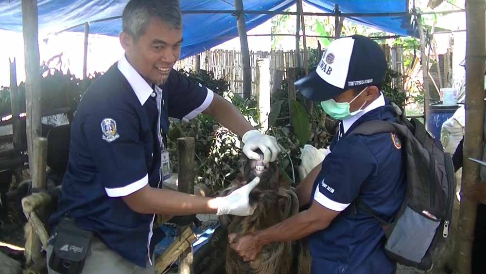 Petugas memeriksa usia kambing dari susunan gigi