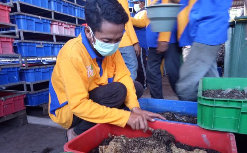 Petugas DKRTH menunjukkan pengolahan sampah dengan memanfaatkan larva/Foto: Arry Saputra