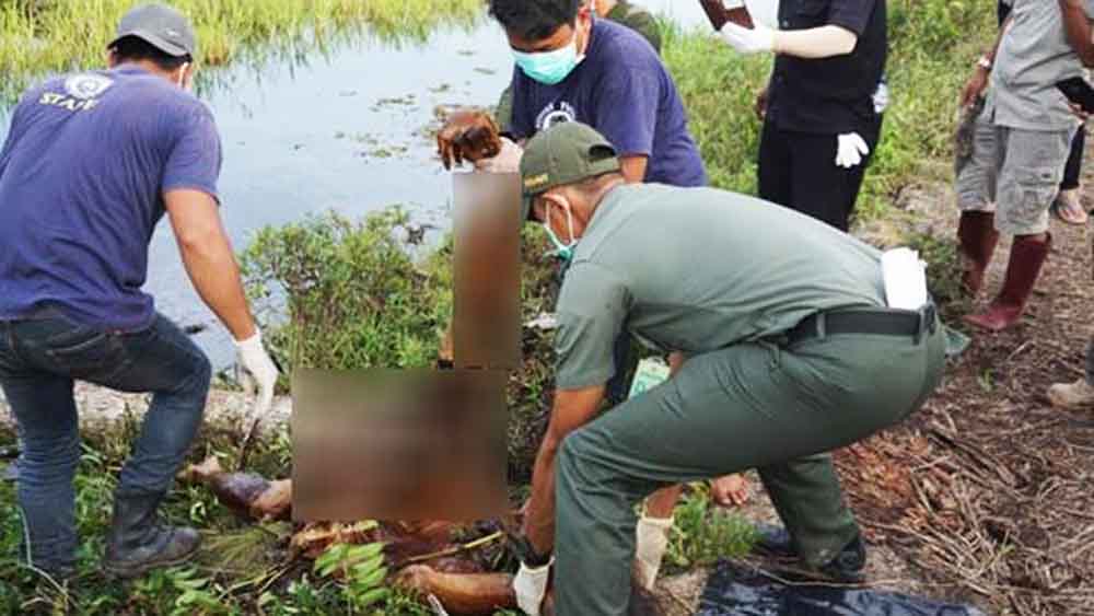 Petugas mnegevakuasi bangkai Bean, orangutan kalimantan yang tewas terbunuh